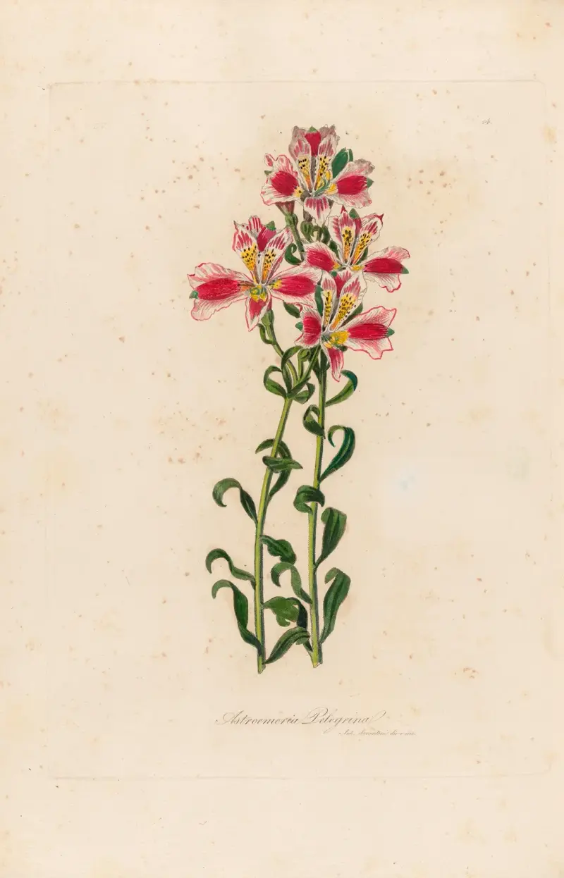 Astroemeria Pelegrina av Gaetano Savi