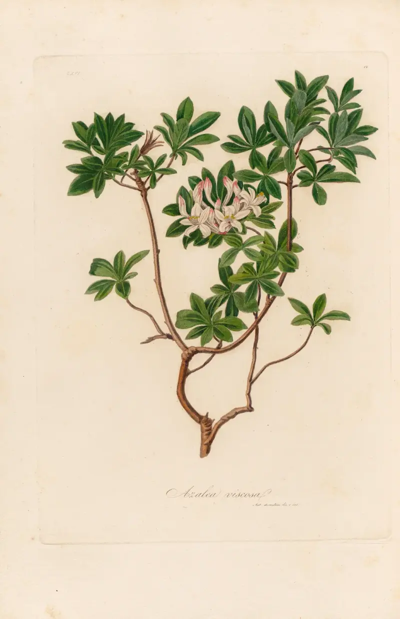 Azalea viscosa av Gaetano Savi