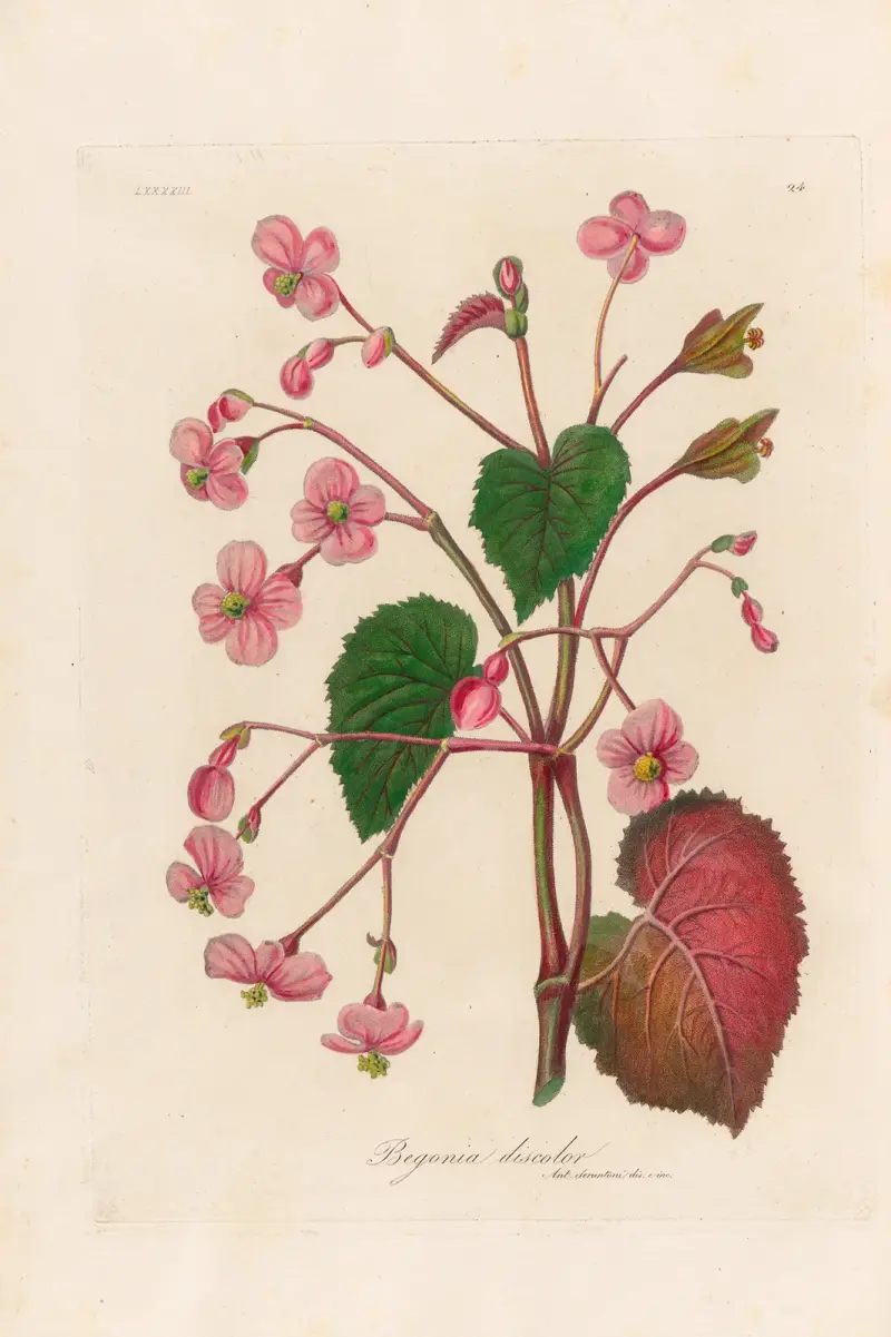 Begonia discolor av Gaetano Savi