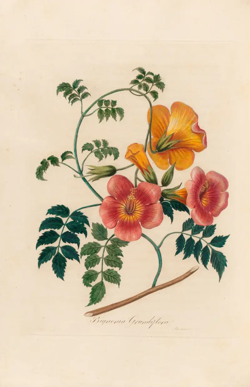 Bignonia Grandiflora av Gaetano Savi