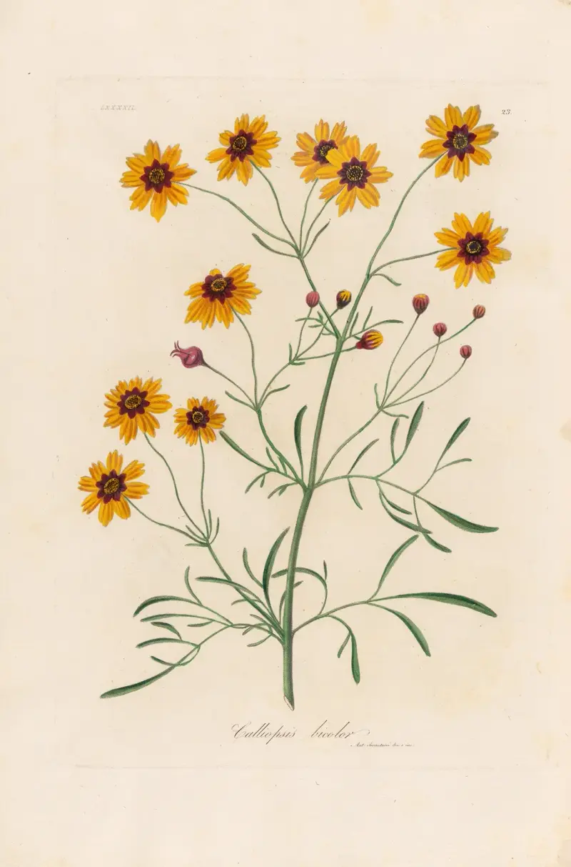 Calliopsis bicolor von Gaetano Savi