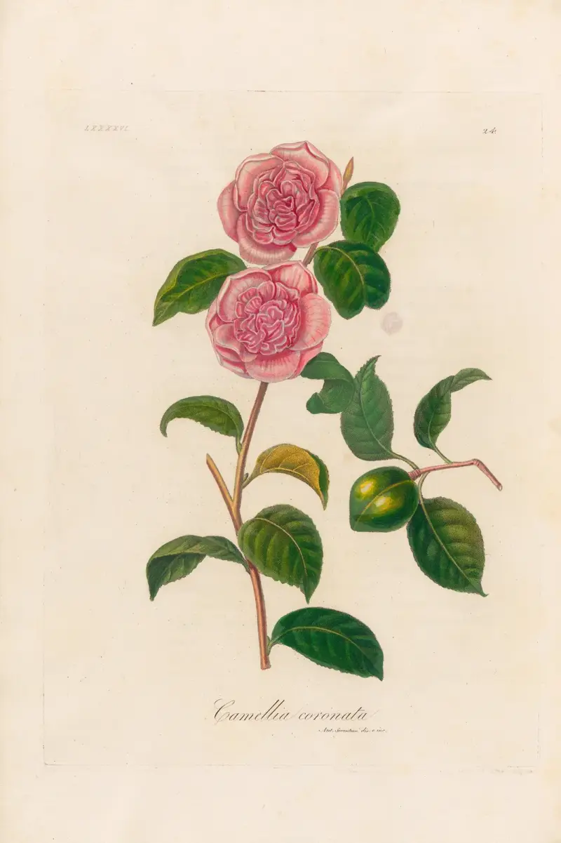 Camellia coronata, Gaetano Savi