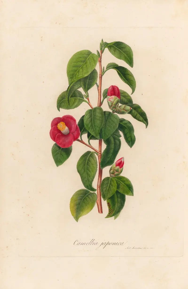 Camellia japonica av Gaetano Savi