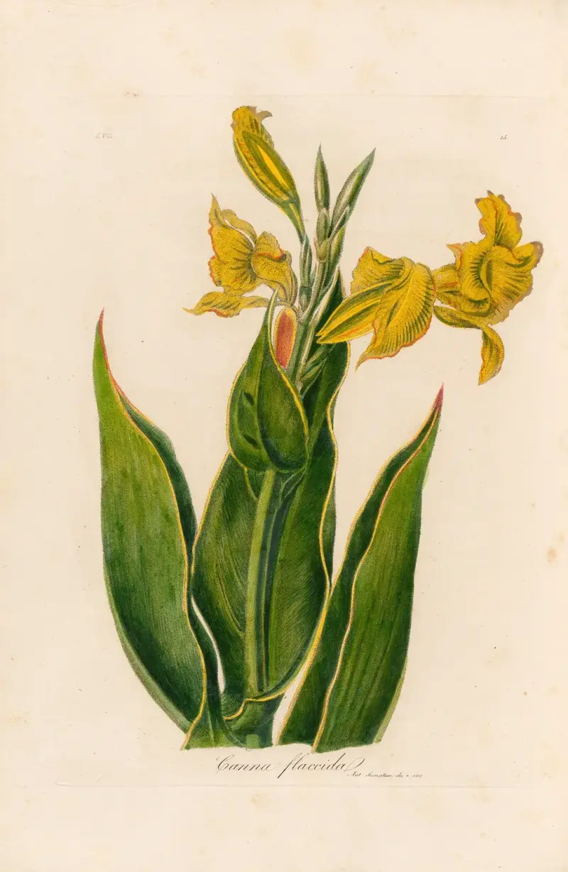 Canna flaccida von Gaetano Savi