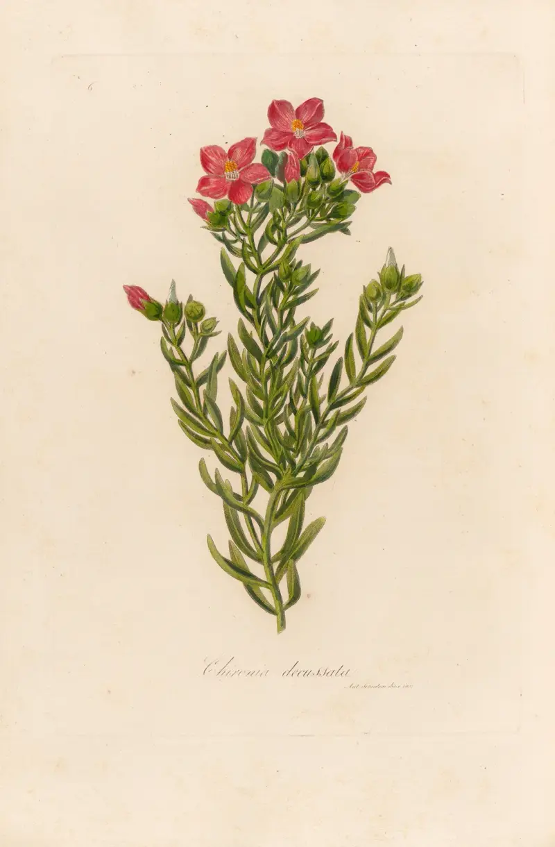 Chironia decussata av Gaetano Savi