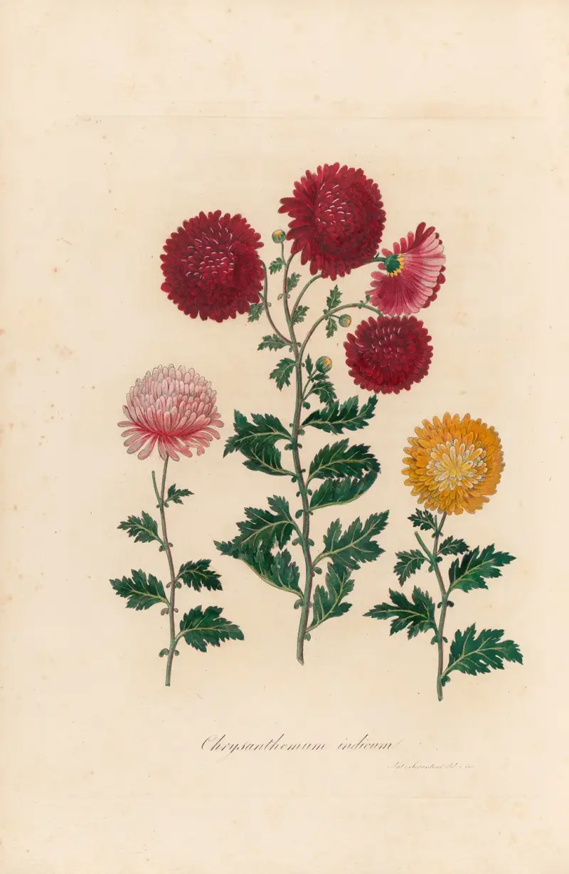 Chrysanthemum indicum, Gaetano Savi