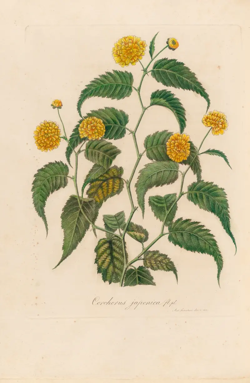 Corchorus japonica av Gaetano Savi