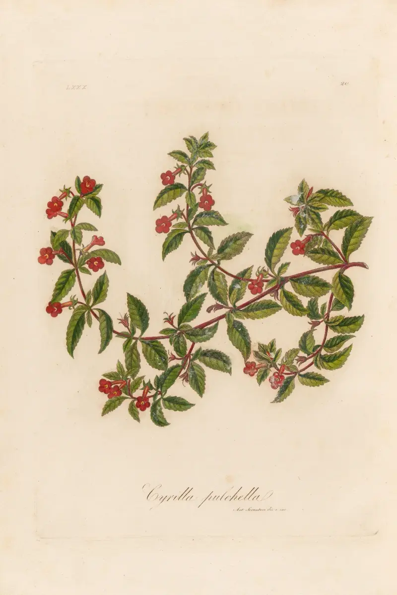 Cyrilla pulchella av Gaetano Savi
