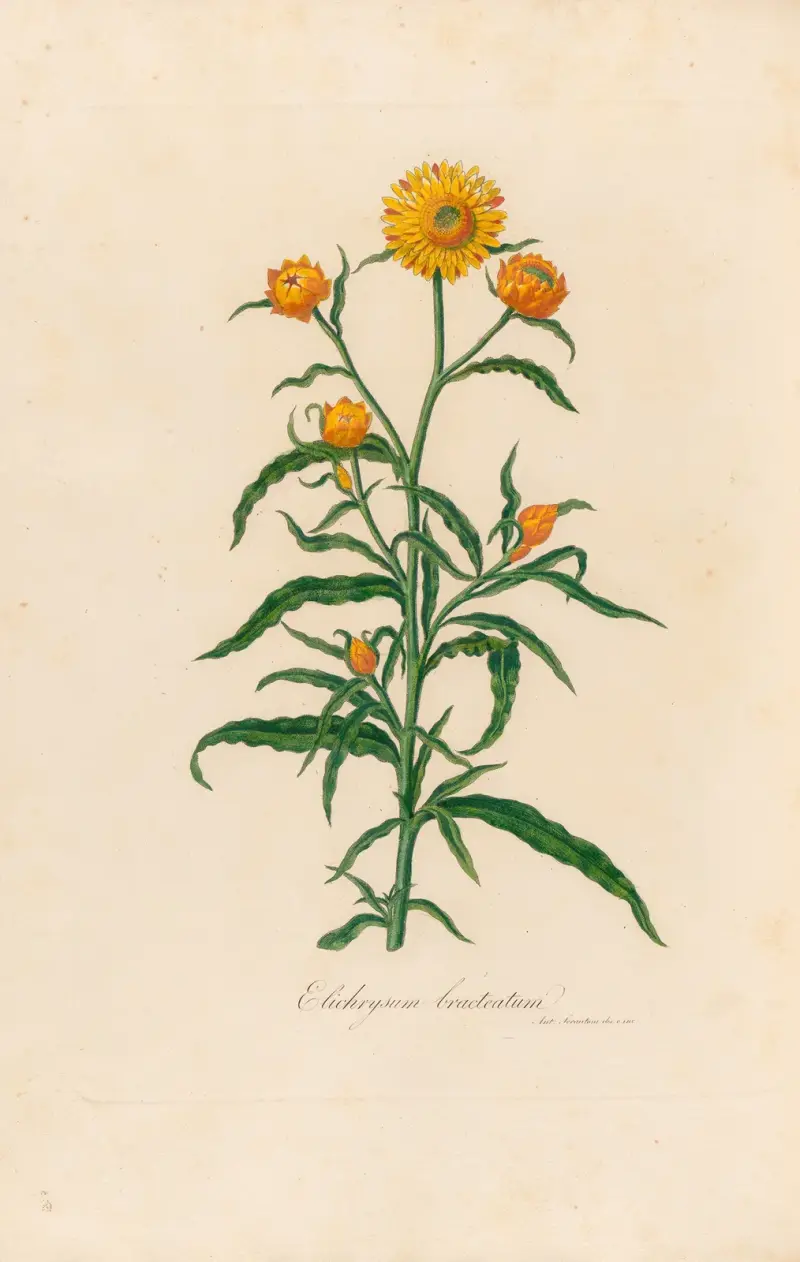 Elichrysum bracteatum av Gaetano Savi