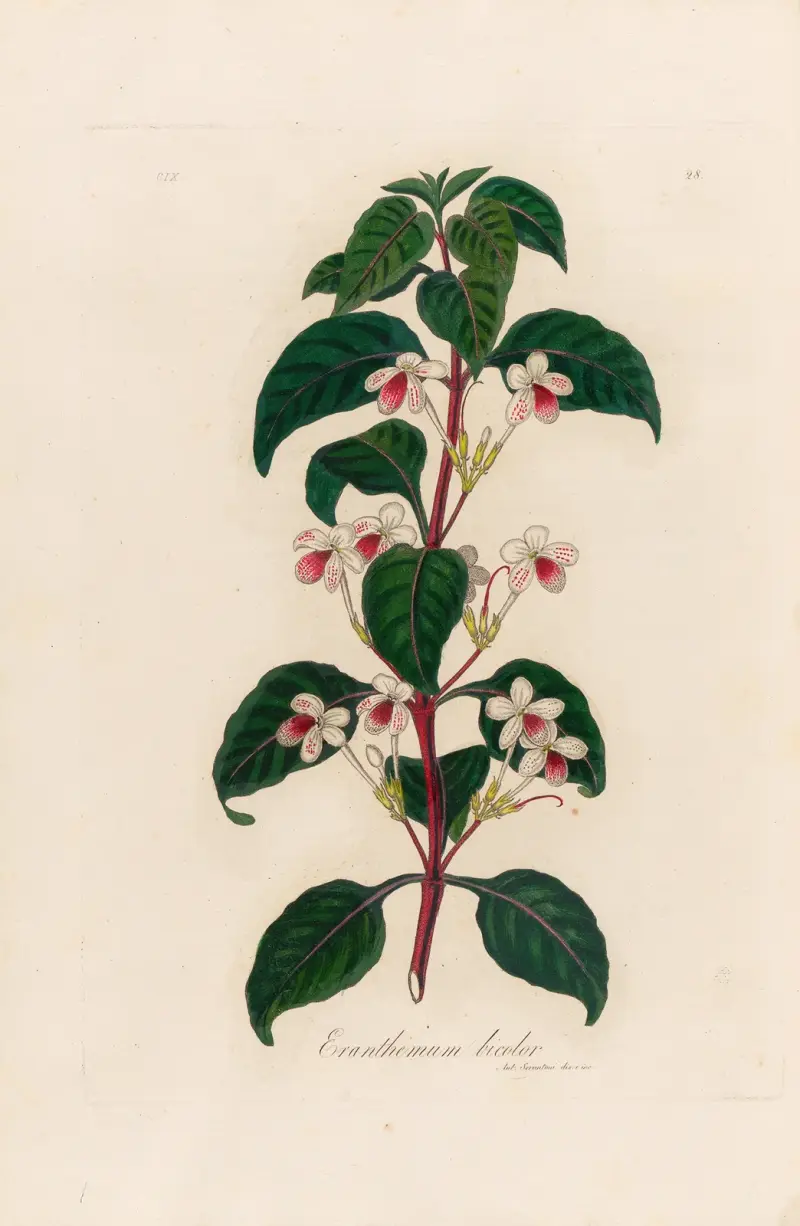 Eranthemum bicolor av Gaetano Savi