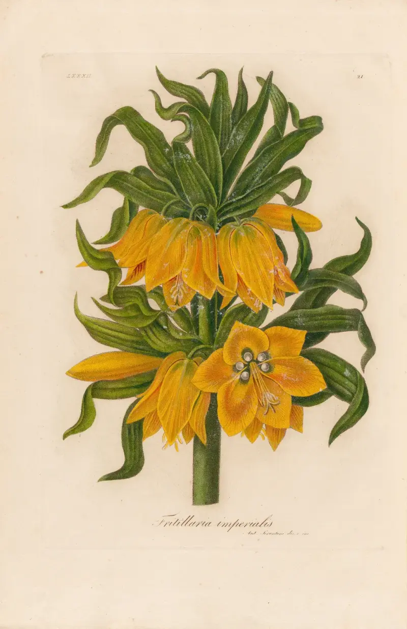 Fritillaria imperialis av Gaetano Savi