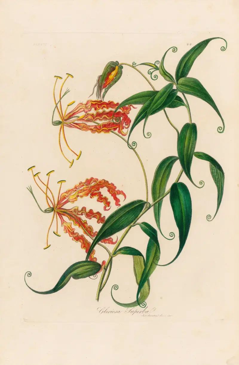 Gloriosa Superba av Gaetano Savi