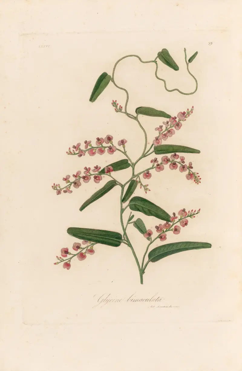 Glycine bimaculata av Gaetano Savi