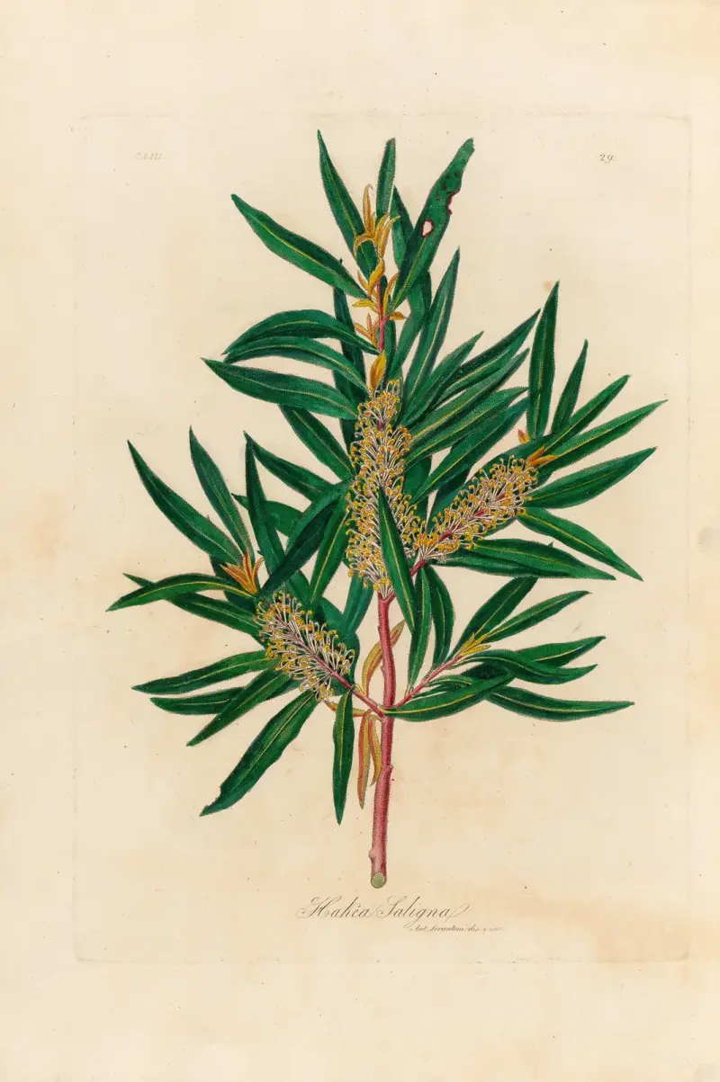 Hakea Saligna, Gaetano Savi