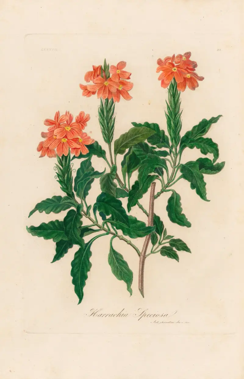 Harrachia Speciosa av Gaetano Savi
