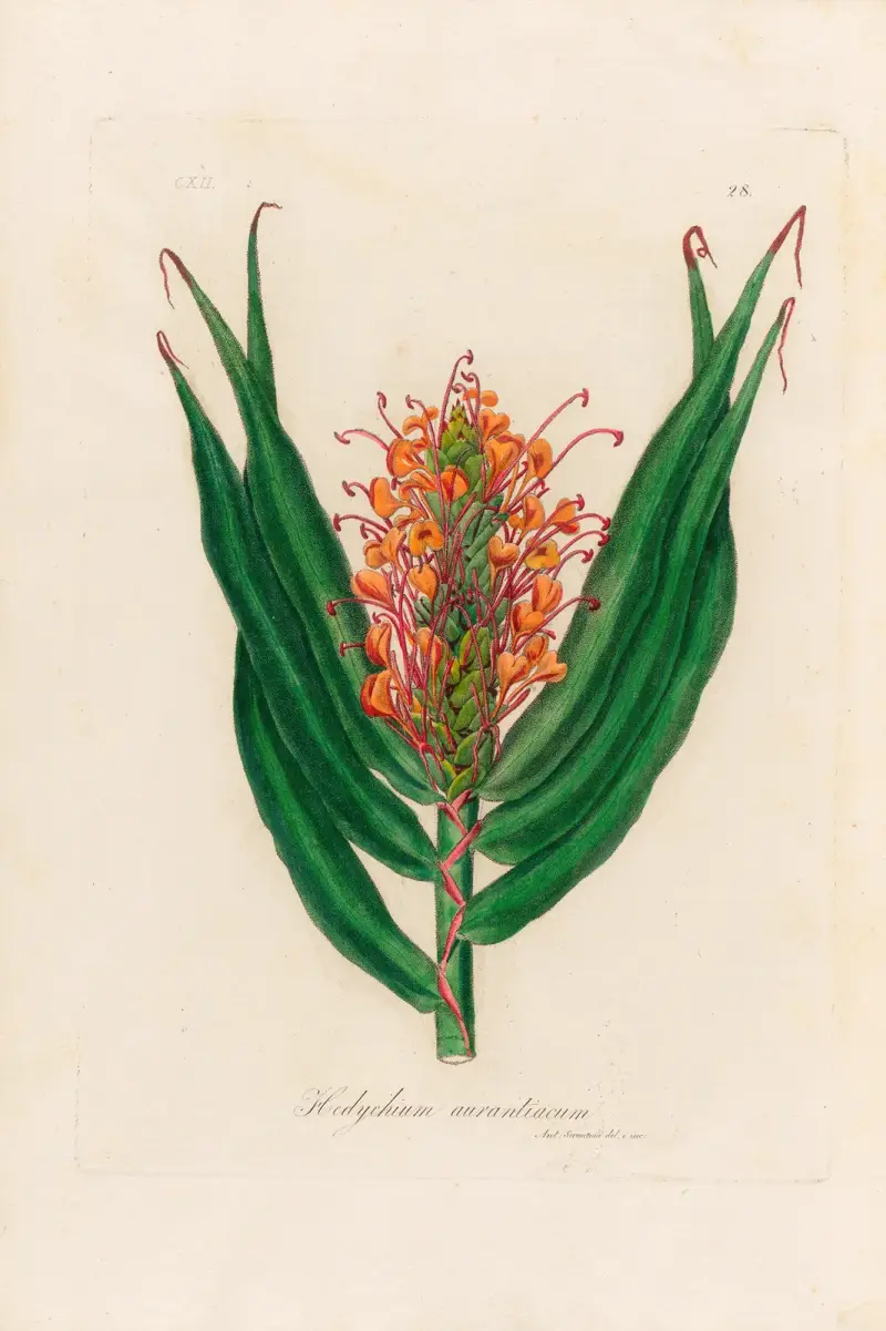 Hedychium aurantiacum av Gaetano Savi