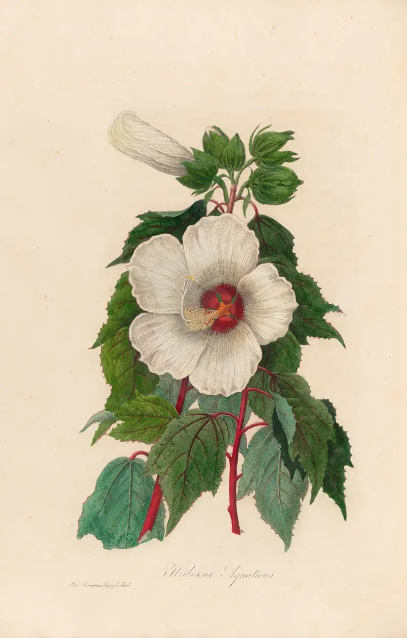 Hibiscus Aquaticus av Gaetano Savi