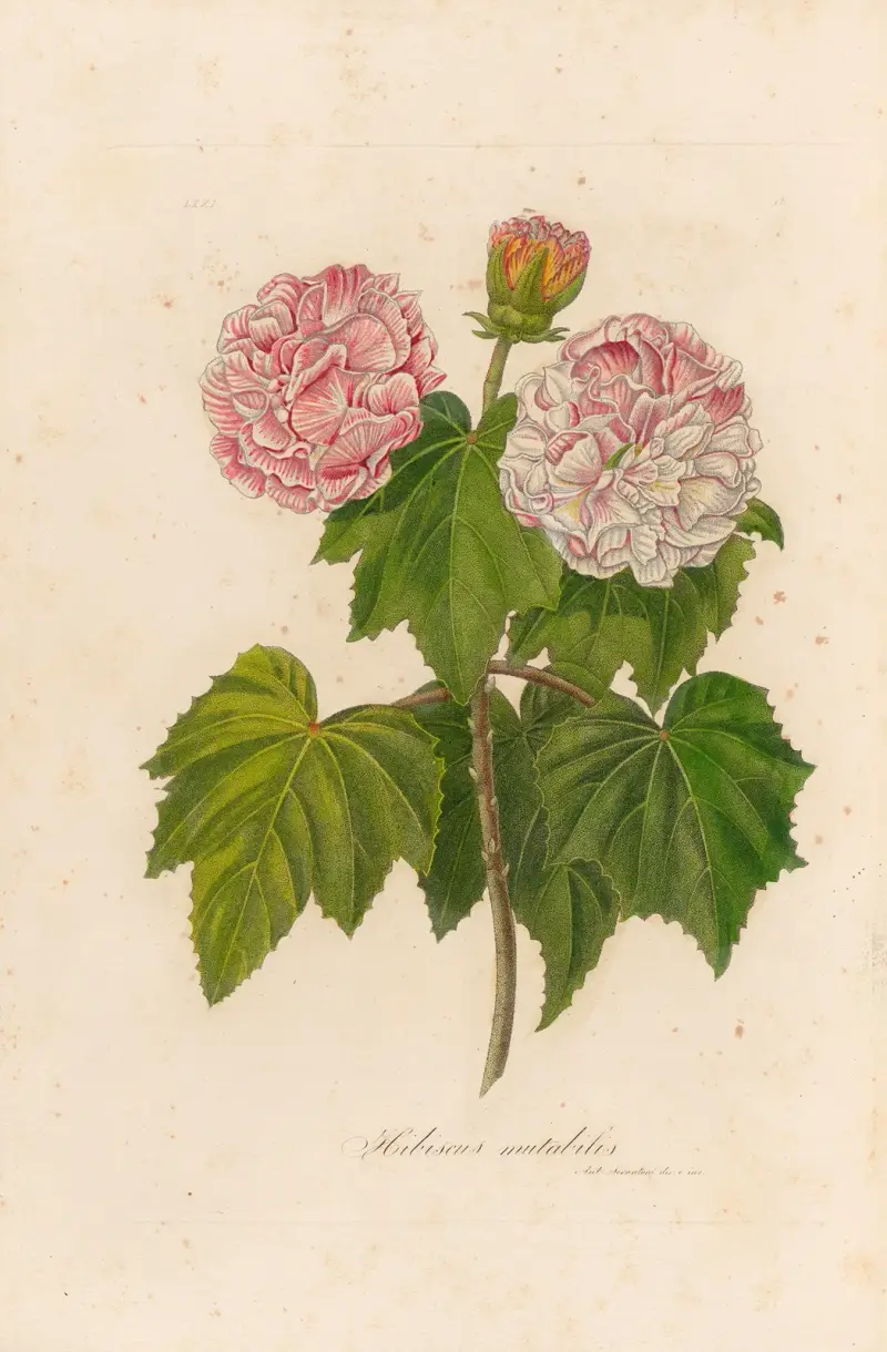Hibiscus mutabilis av Gaetano Savi