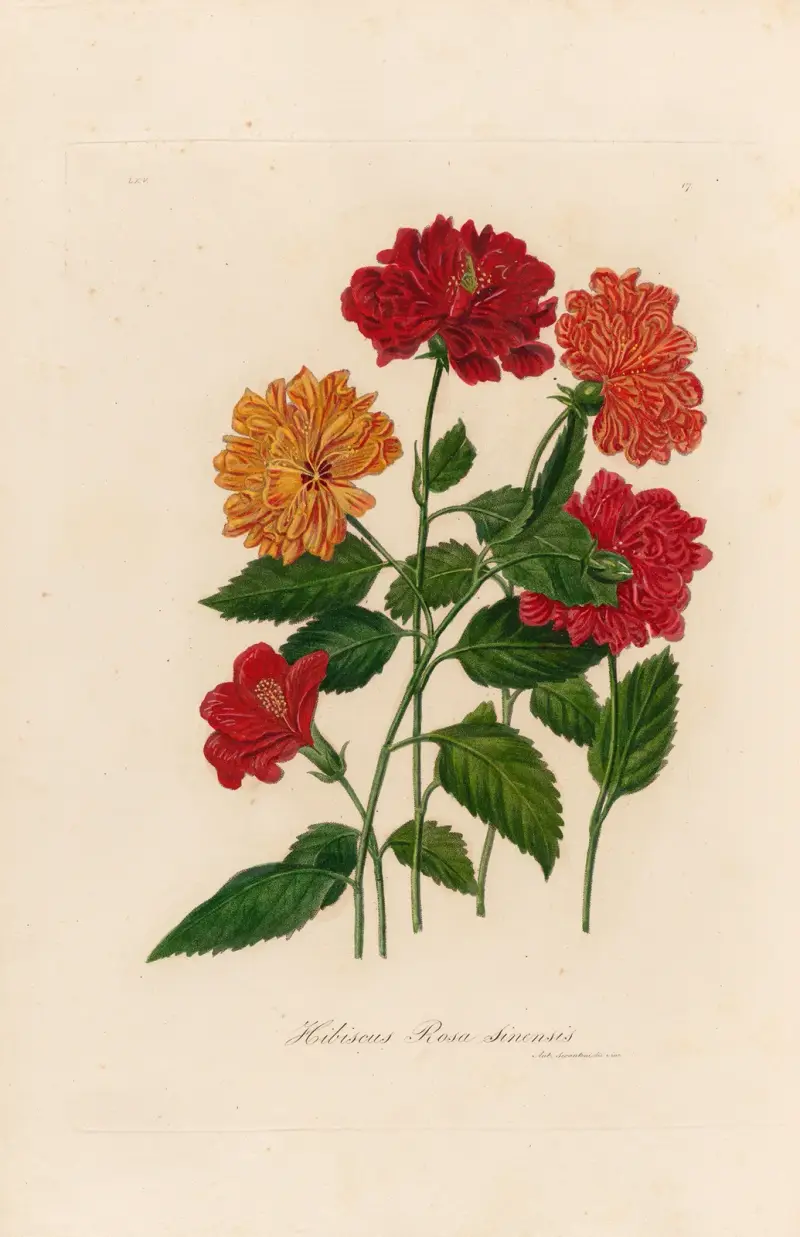Hibiscus Rosa sinensis av Gaetano Savi