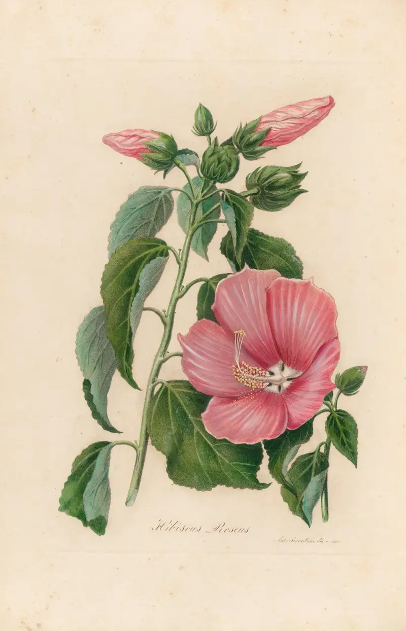 Hibiscus Roseus av Gaetano Savi