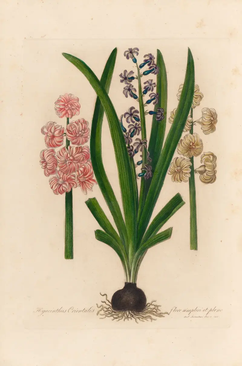 Hyacinthus Orientalis flore simplici et pleno av Gaetano Savi