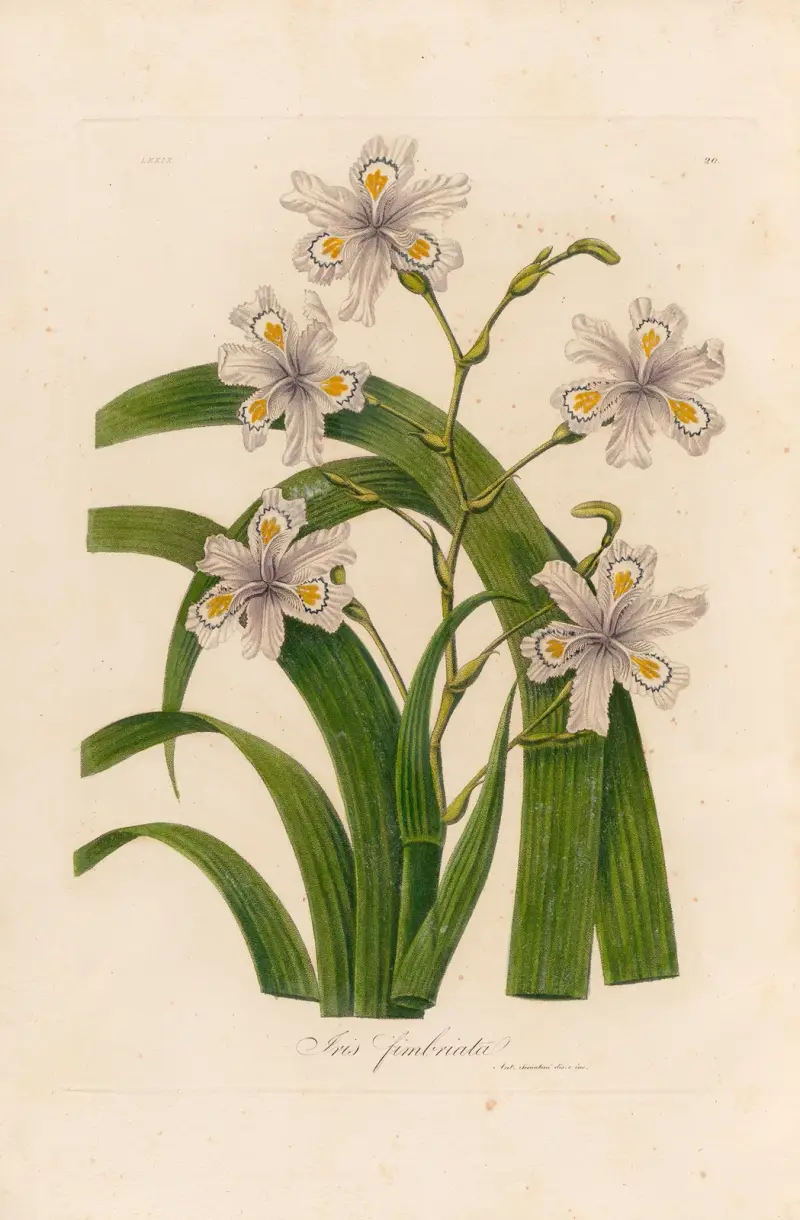 Iris fimbriata von Gaetano Savi