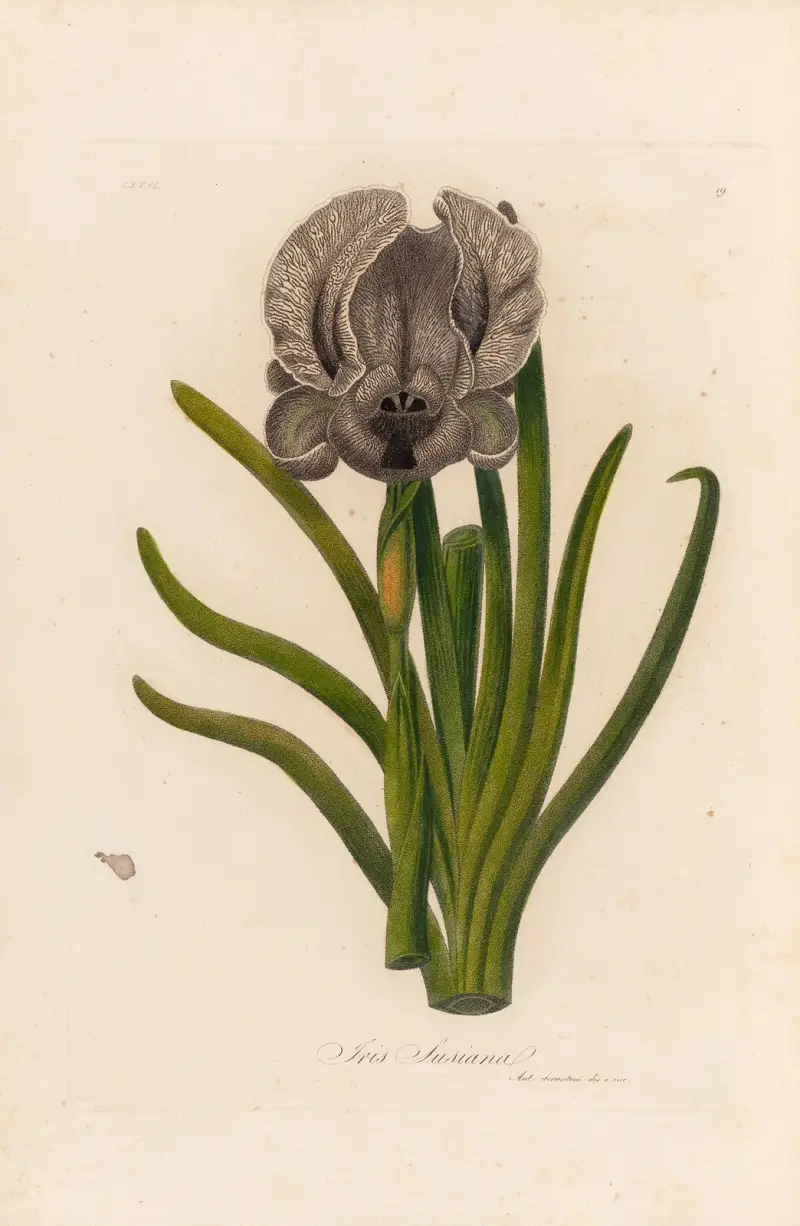 Iris Susiana av Gaetano Savi