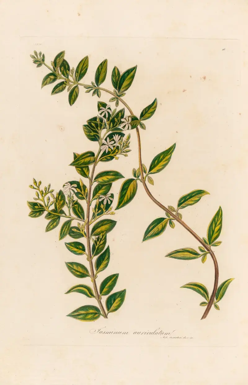 Jasminum auriculatum av Gaetano Savi