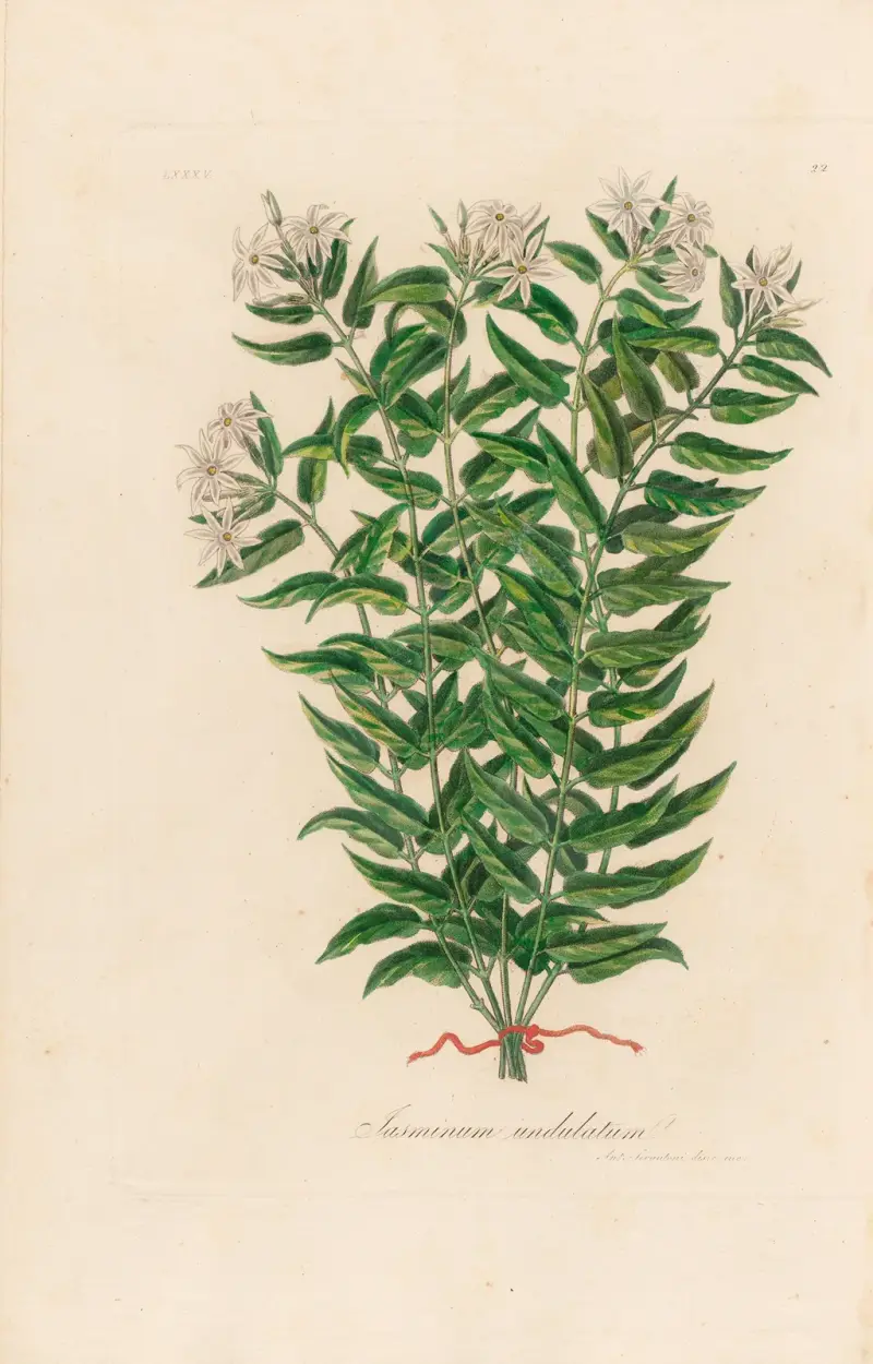 Jasminum undulatum av Gaetano Savi