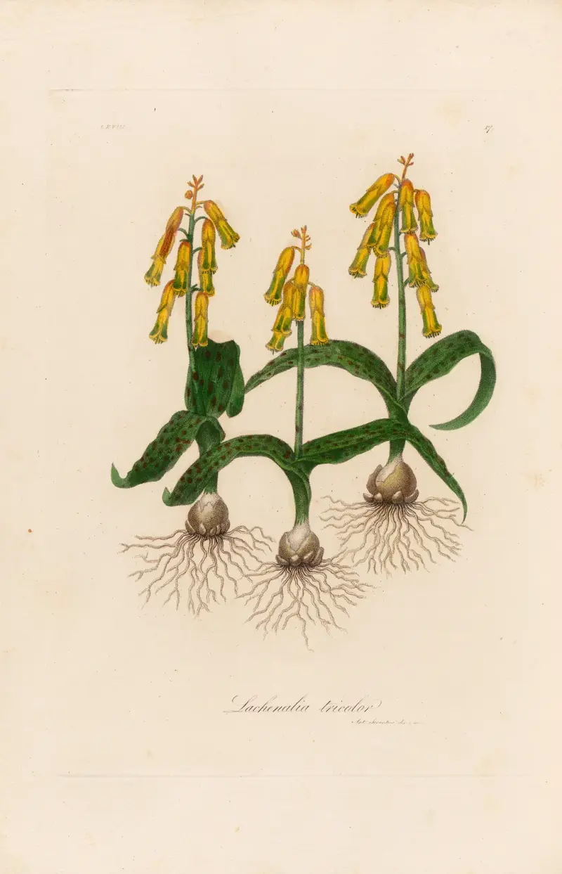 Lachenalia tricolor av Gaetano Savi