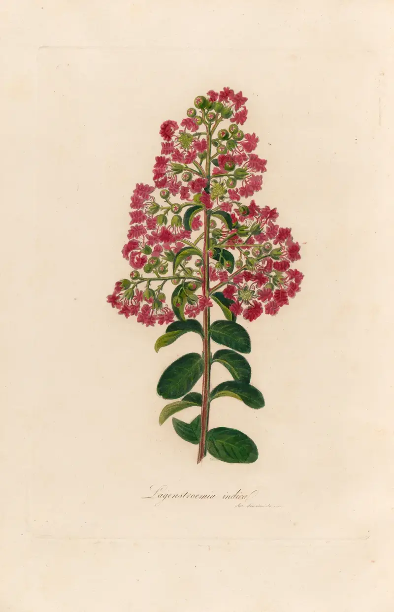 Lagenstroemia indica av Gaetano Savi