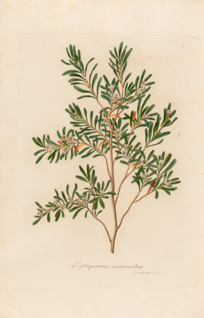 Leptospermum emarginatum av Gaetano Savi