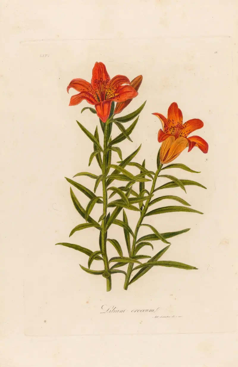 Lilium croceum av Gaetano Savi