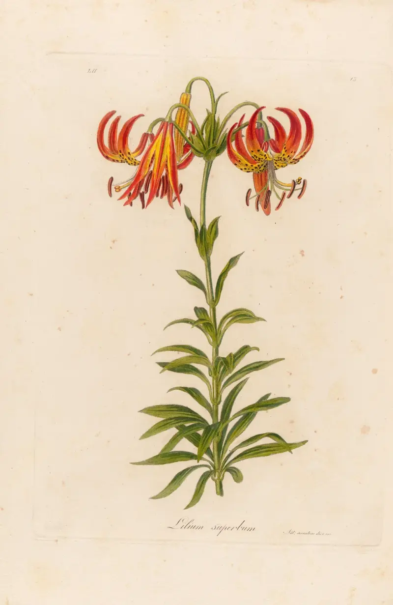 Lilium superbum von Gaetano Savi