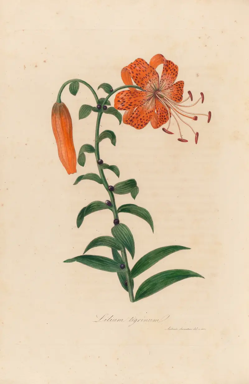 Lilium tigrinum av Gaetano Savi