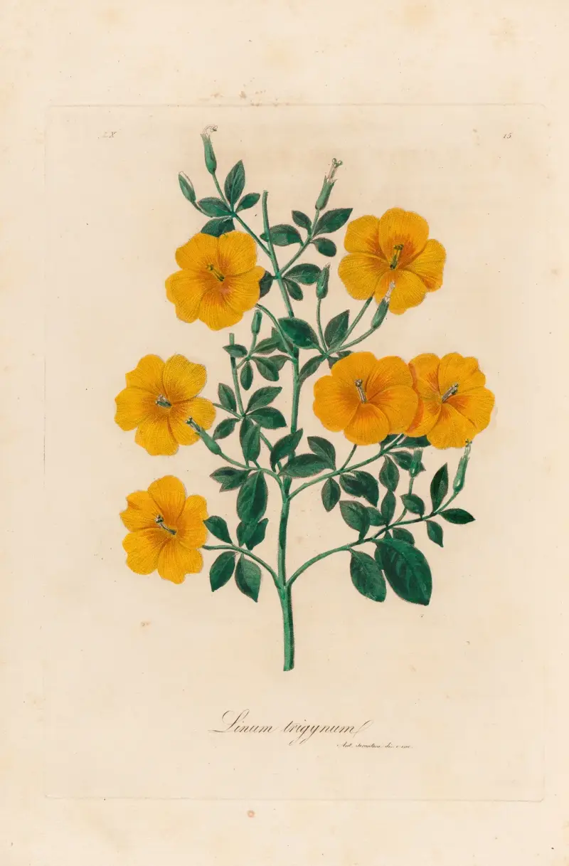 Linum trigynum av Gaetano Savi