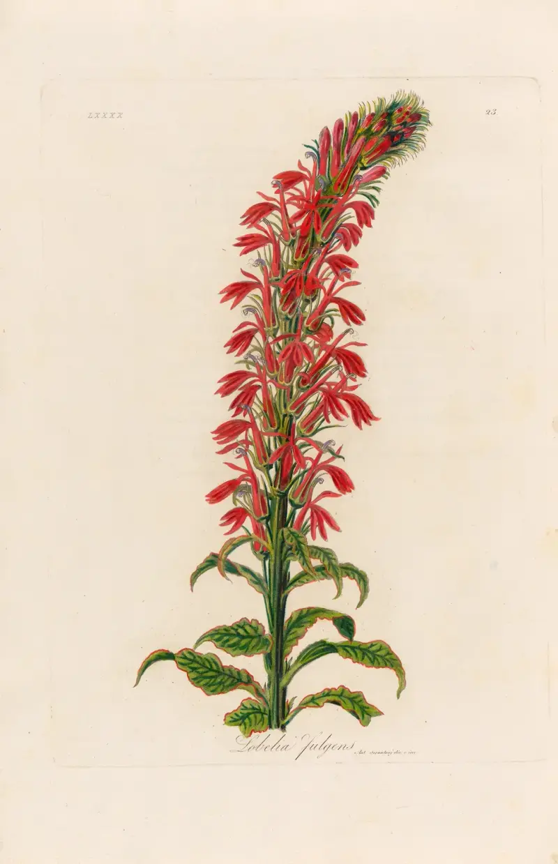 Lobelia fulgens av Gaetano Savi