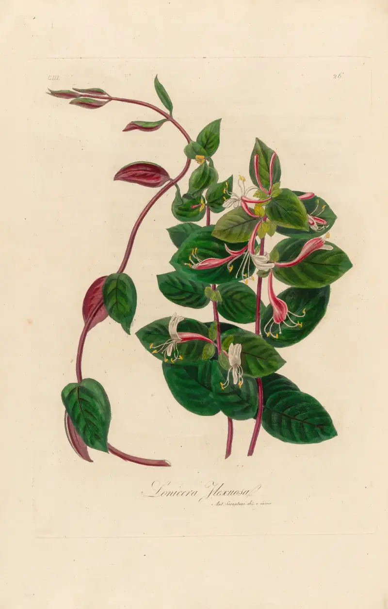 Lonicera Flexuosa av Gaetano Savi