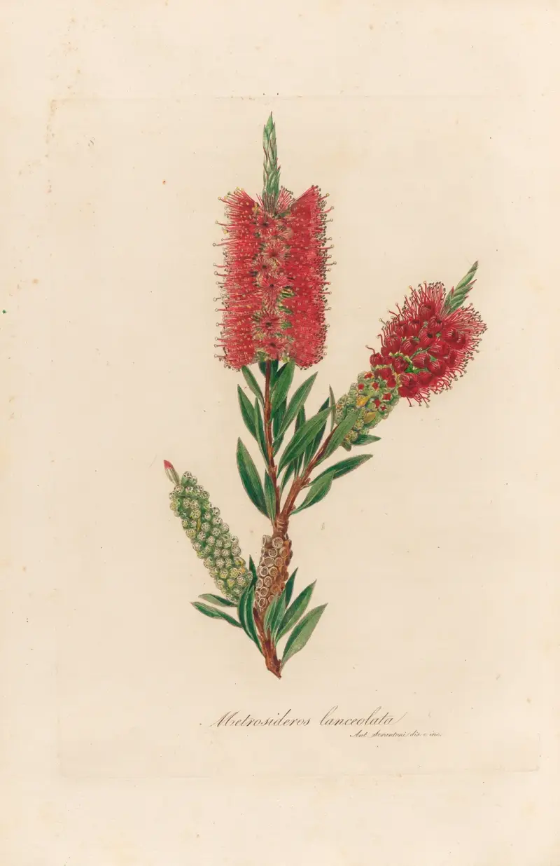 Metrosideros lanceolata von Gaetano Savi