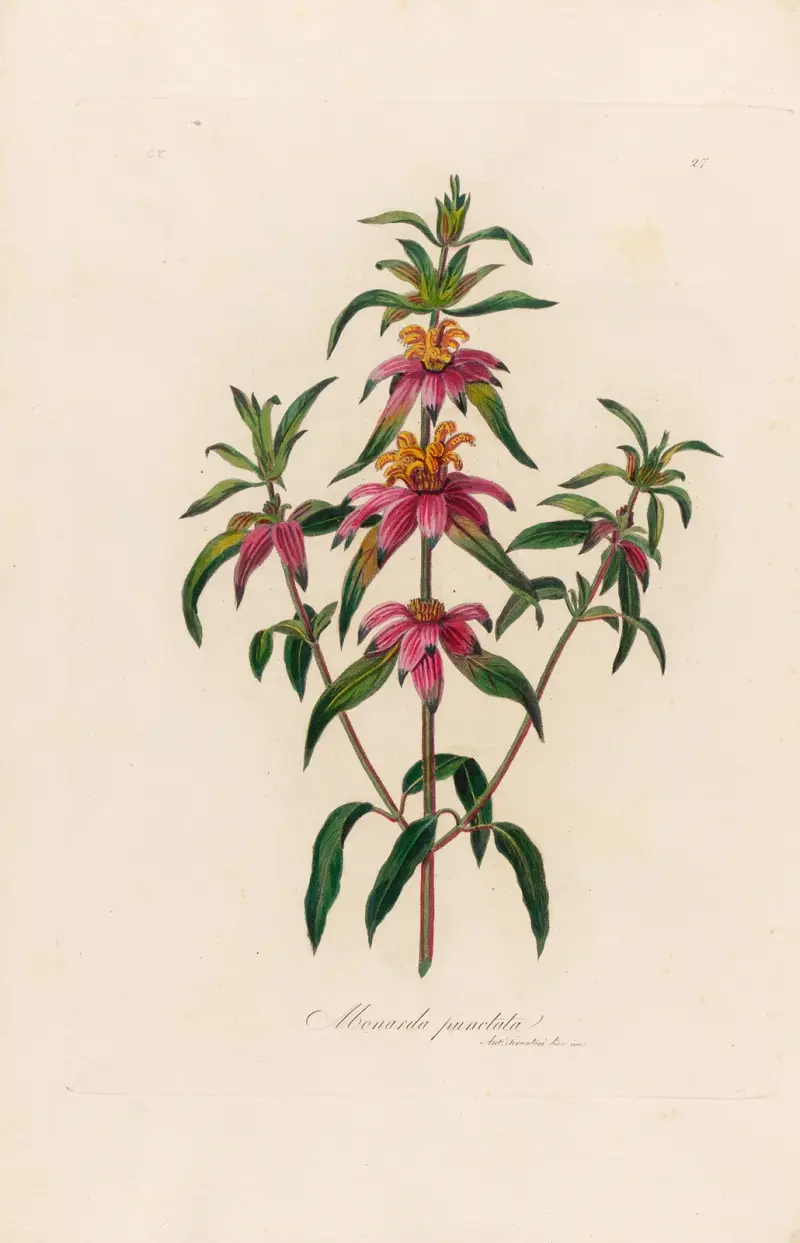 Monarda punctata av Gaetano Savi