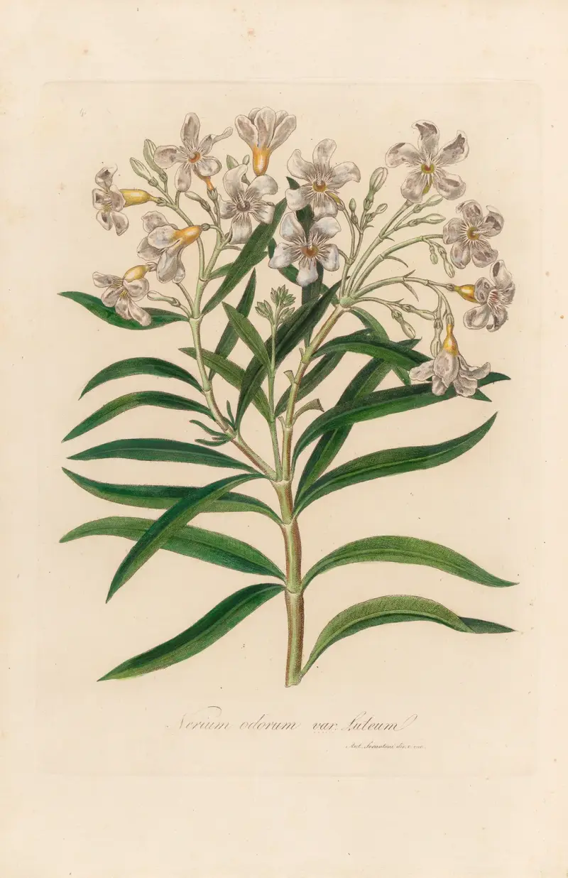 Nerium odorum var. luteum von Gaetano Savi
