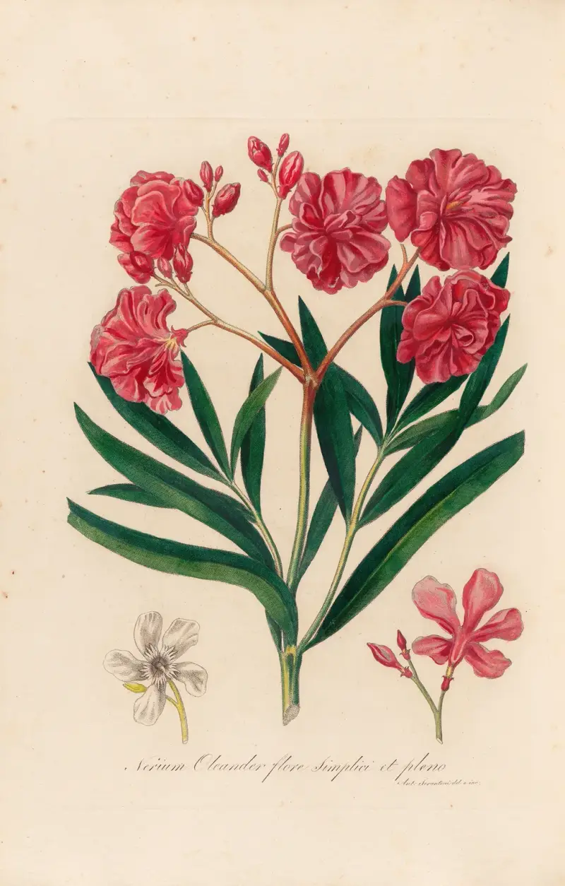Nerium Oleander flore simplici et pleno av Gaetano Savi
