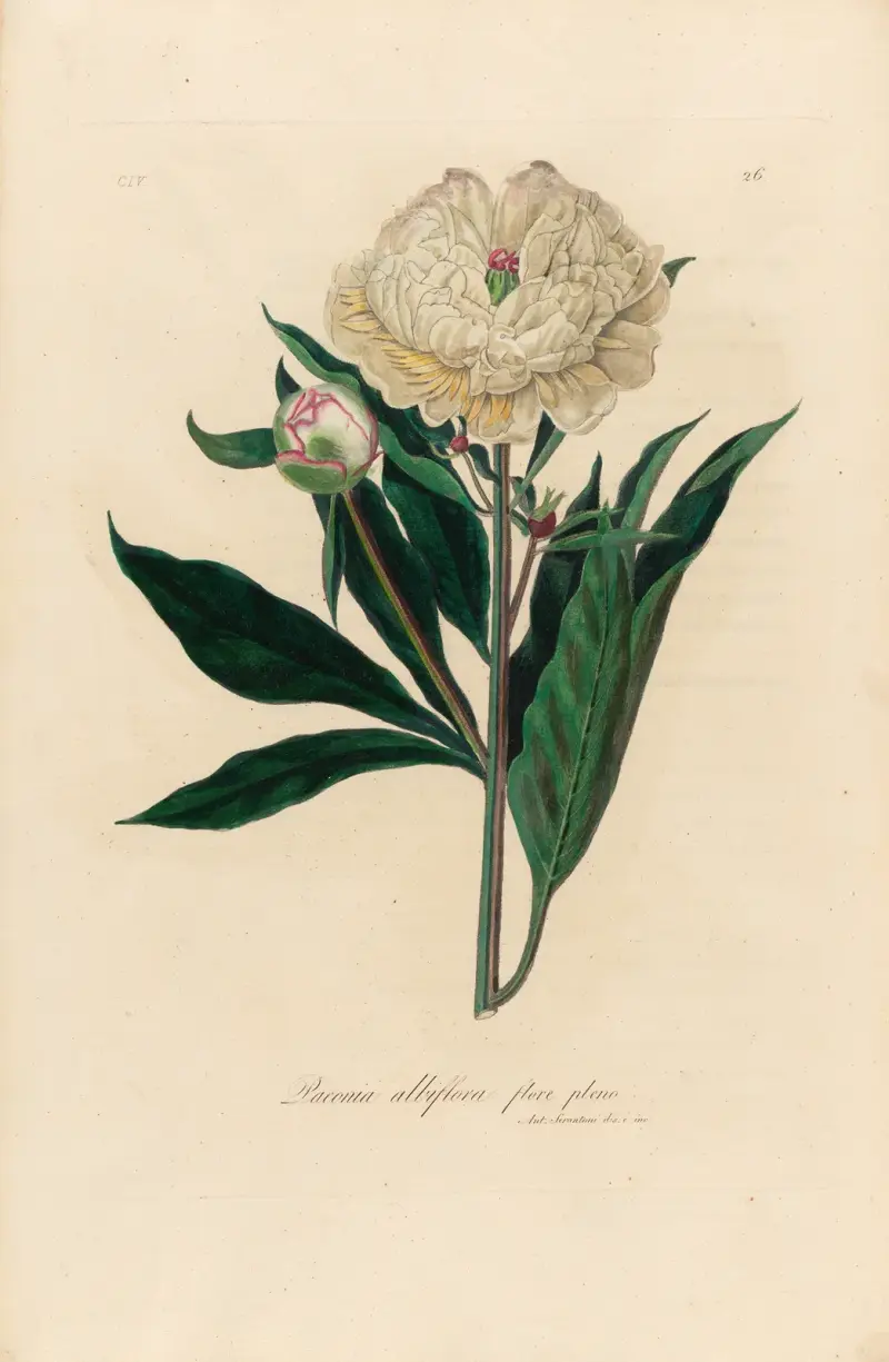 Paeonia albiflora flore pleno av Gaetano Savi