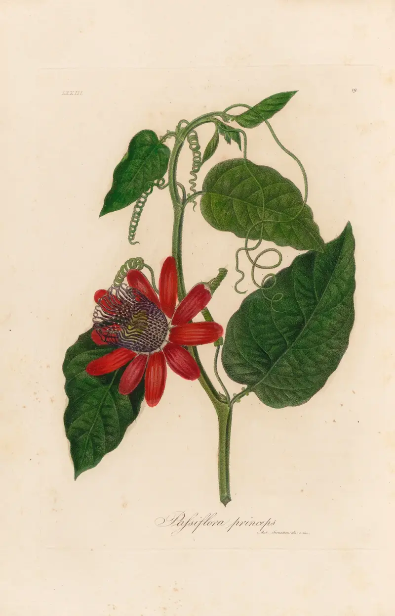 Passiflora princeps av Gaetano Savi