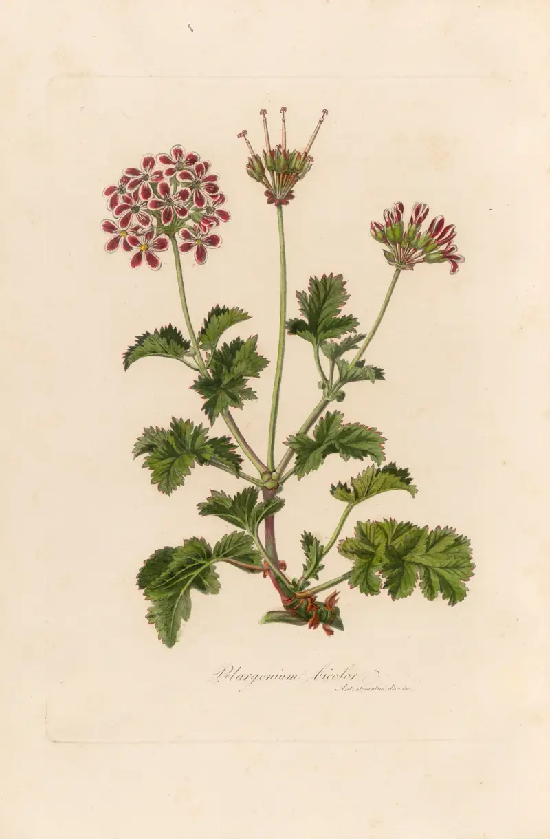 Pelargonium bicolor av Gaetano Savi