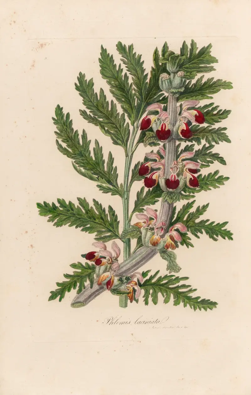 Phlomis laciniata av Gaetano Savi