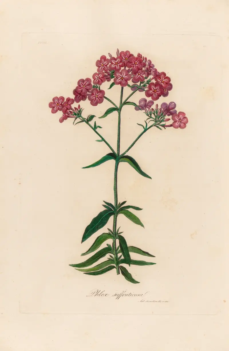 Phlox suffruticosa av Gaetano Savi