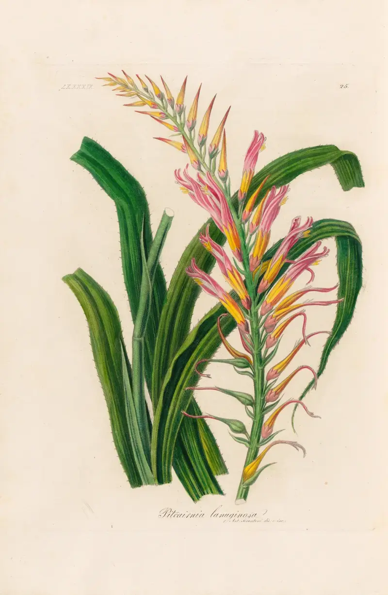 Pitcairnia lanuginosa av Gaetano Savi