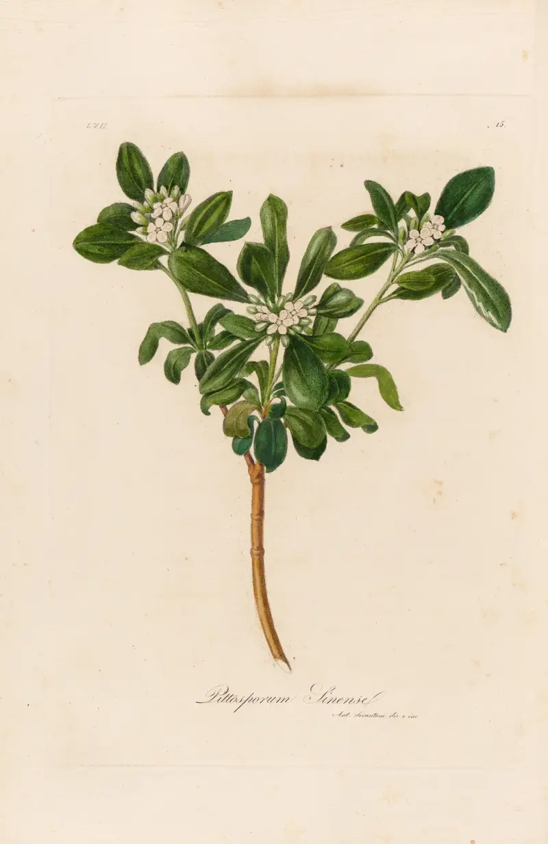 Pittosporum Sinense av Gaetano Savi