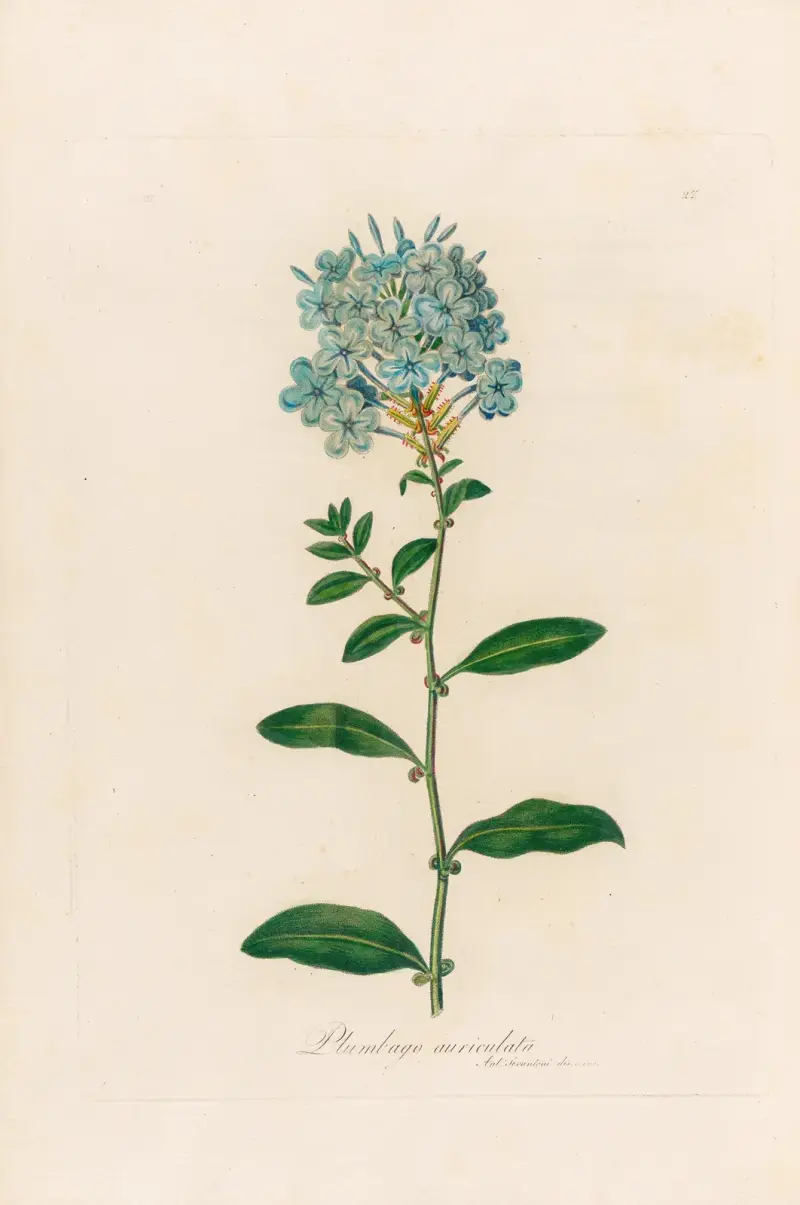 Plumbago auriculata av Gaetano Savi
